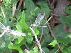 Libellula incesta