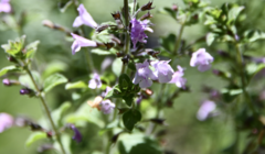 Clinopodium menthifolium ascendens