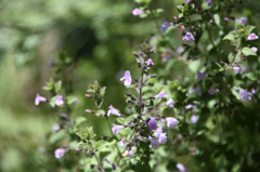 Clinopodium menthifolium ascendens