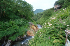 Filipendula camtschatica