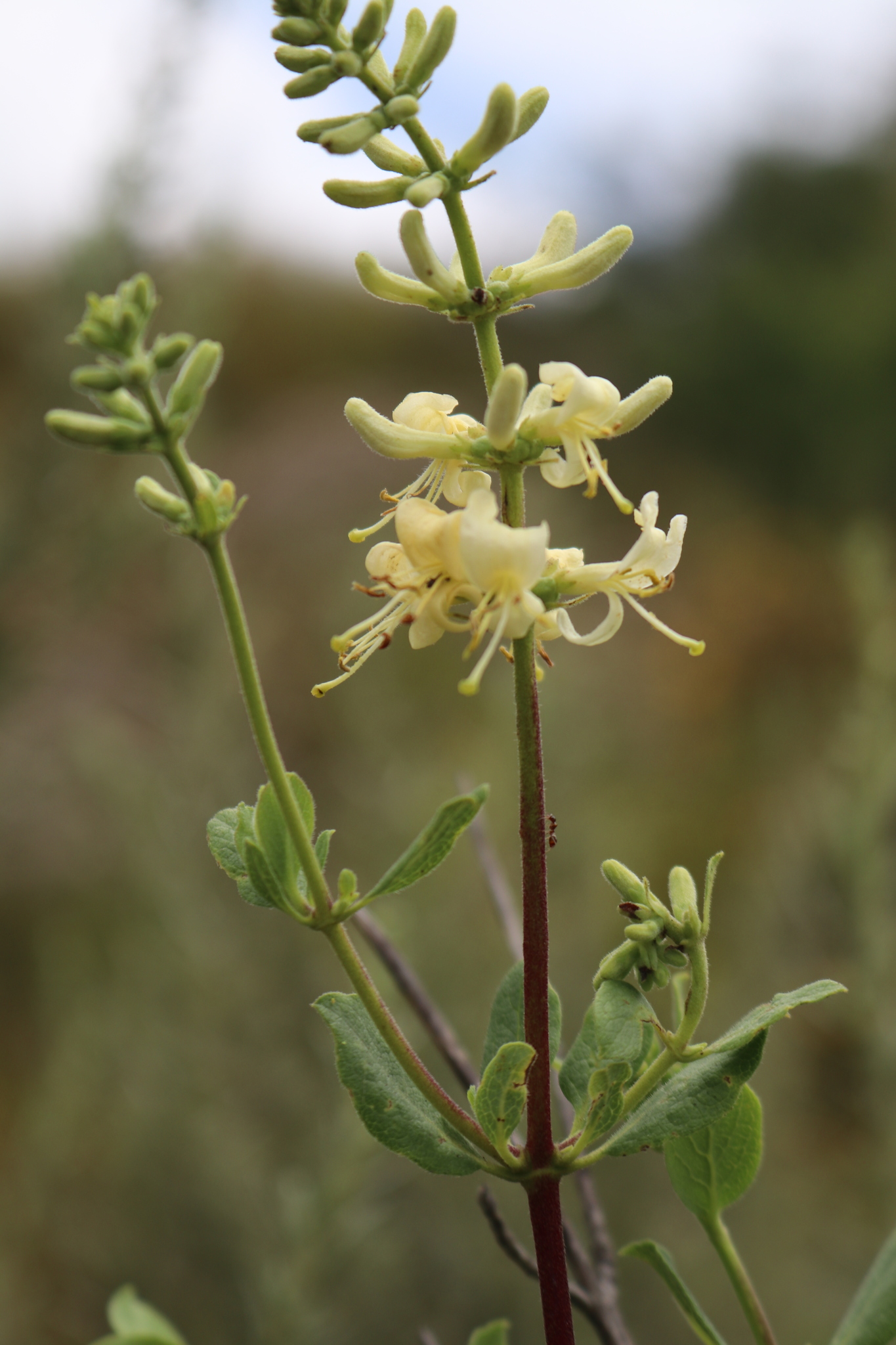 Lonicera subspicata var. denudata