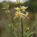 Lonicera subspicata denudata - Photo (c) jalopy, algunos derechos reservados (CC BY-NC), uploaded by jalopy