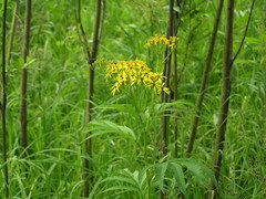 Jacobaea cannabifolia