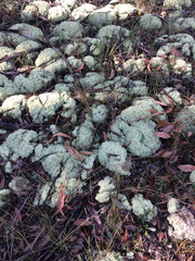 Cladonia confusa