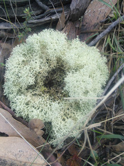 Cladonia confusa