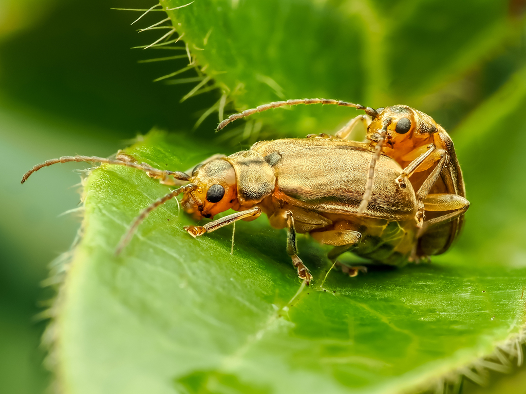 Viburnum Leaf Beetle