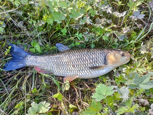 Chub (Squalius cephalus) — Cyprinidae — 3