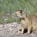 Utah Prairie Dog - Photo (c) Kevin Metcalf, some rights reserved (CC BY-NC), uploaded by Kevin Metcalf