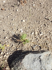 Phemeranthus confertiflorus