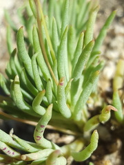 Phemeranthus confertiflorus