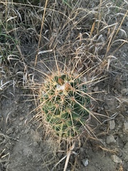 Coryphantha octacantha