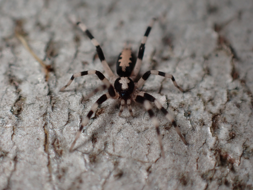 Ceryerda cursitans Simon, 1909