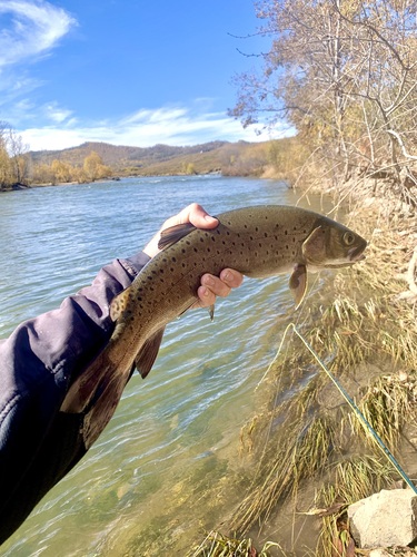 Lenok (Brachymystax lenok) — Salmonidae