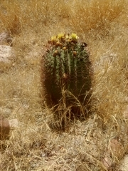 Ferocactus emoryi emoryi