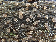 Orbiliomycetes