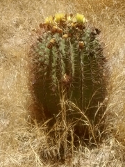 Ferocactus emoryi emoryi