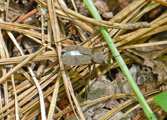 Apterodela unipunctata