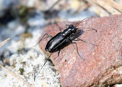 Cicindela abdominalis