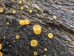 Orbiliomycetes