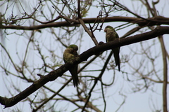 Myiopsitta monachus