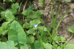 Veronica persica
