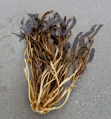 Lessonia trabeculata