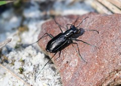 Cicindela abdominalis