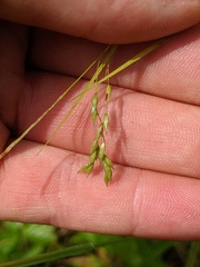 Carex debilis rudgei