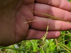Carex debilis rudgei