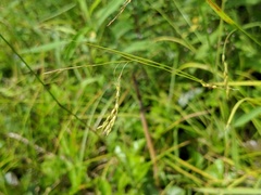 Carex debilis rudgei