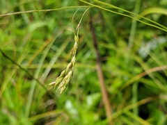 Carex debilis rudgei