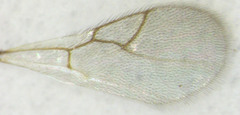 Leptopilina heterotoma