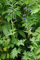 Delphinium brachycentrum