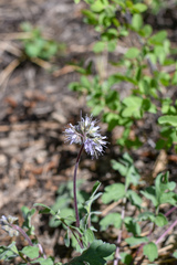 Hydrophyllum occidentale
