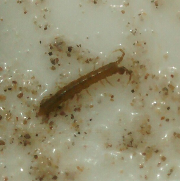 Colidotea findleyi
