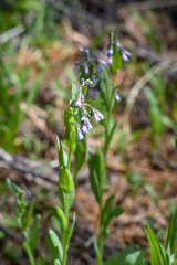 Mertensia ciliata