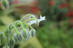 Borago officinalis