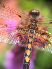 Celithemis elisa