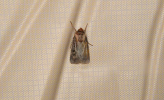 Agrotis vancouverensis