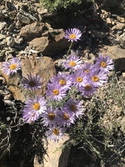 Erigeron argentatus