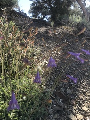 Penstemon scapoides