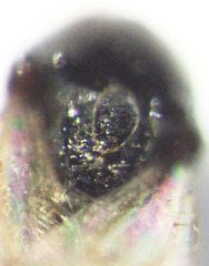 Leptopilina heterotoma
