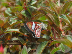 Heterocentron elegans