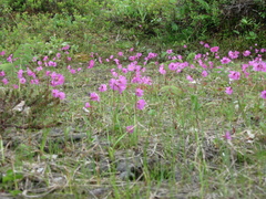 Primula cuneifolia