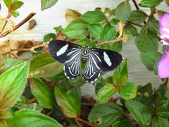 Heterocentron elegans