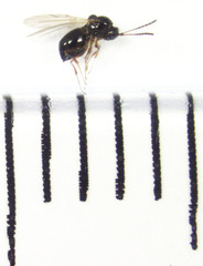 Leptopilina heterotoma