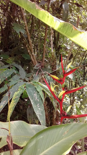 Guatemalan bird of paradise (Heliconia subulata)