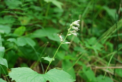 Parasenecio kamtschaticus