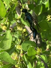 Chalybion zimmermanni