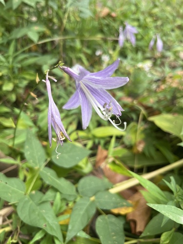 Hosta sieboldii iNat (1)